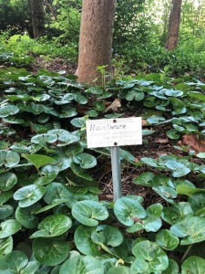 Haselwurz
