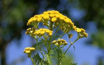 Farbenreichtum in der Pflanzenwelt- Färberpflanzen