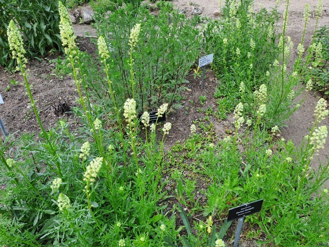 Färber-Resede-Bild 3-quer