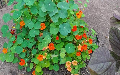 Leuchtende Blüten, würzige Blätter: was jetzt im Garten fasziniert