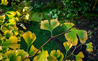 Herbstzauber im Garten: Warum sich auch im Spätherbst der Blick nach draußen lohnt
