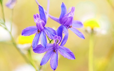 Zwischen Frost und Vorfreude: Das neue Gartenjahr klopft an