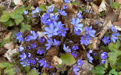 Vier oder zehn? – Das ist hier die Frage