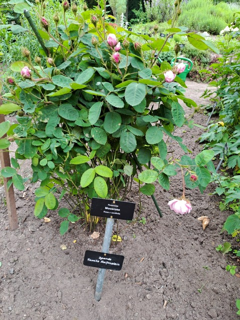 Moosrose