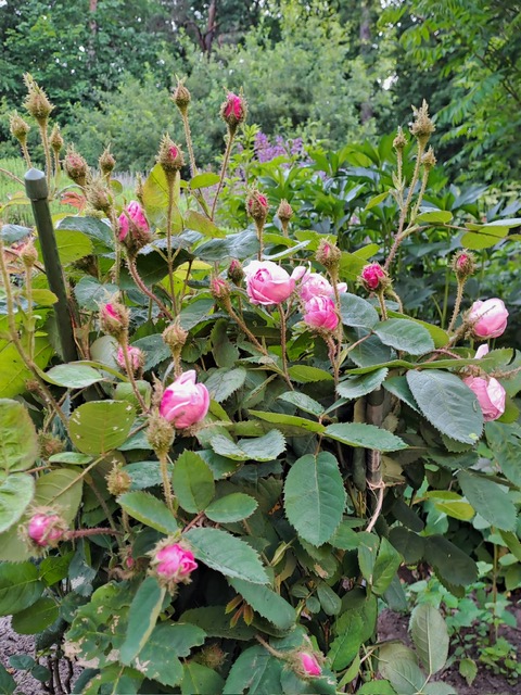 Moosrose