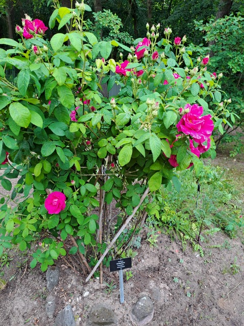 Essig-Rose