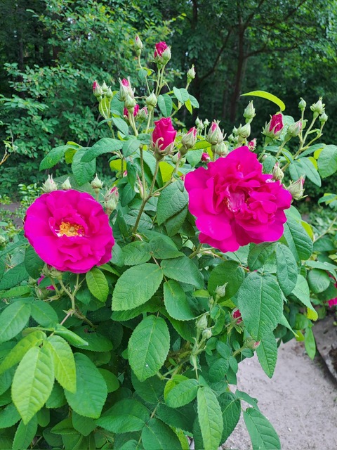 Essig-Rose