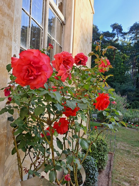 Teehybride- Rosa „Ernest H. Morse“