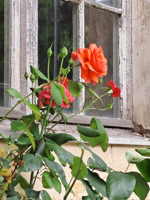 Teehybride- Rosa „Ernest H. Morse“