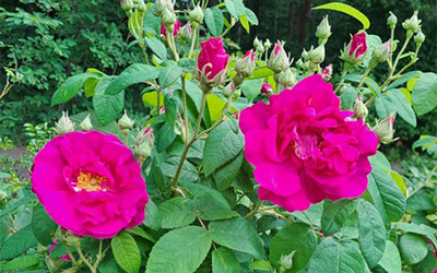 Die Rose – Königin der Blumen